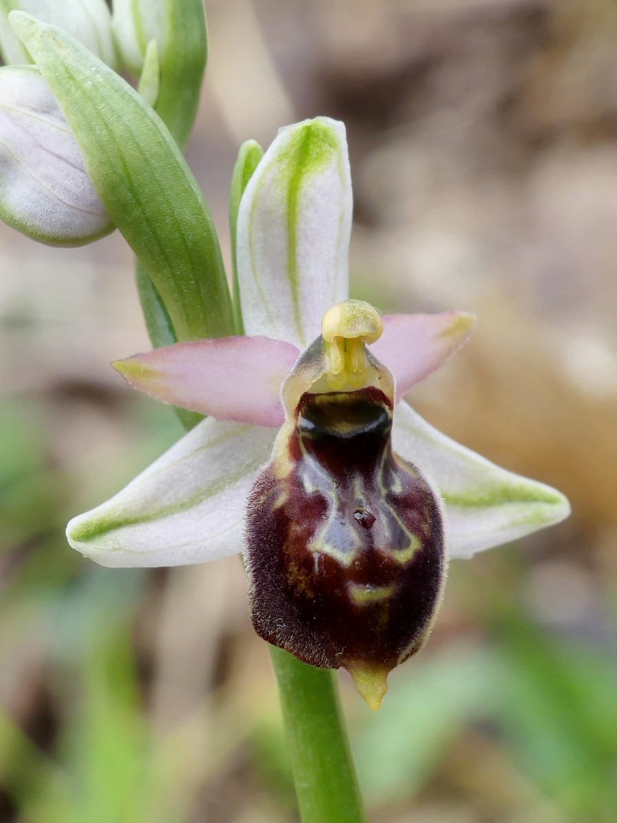 Ophrys exaltata subsp. montis-leonis e forme di variabilit nel Lazio, marzo e aprile 2018